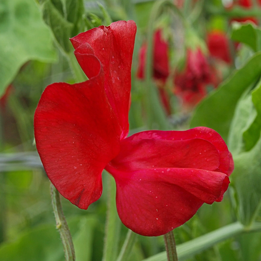 Sweet Pea 'Winston Churchill' Carry Pack