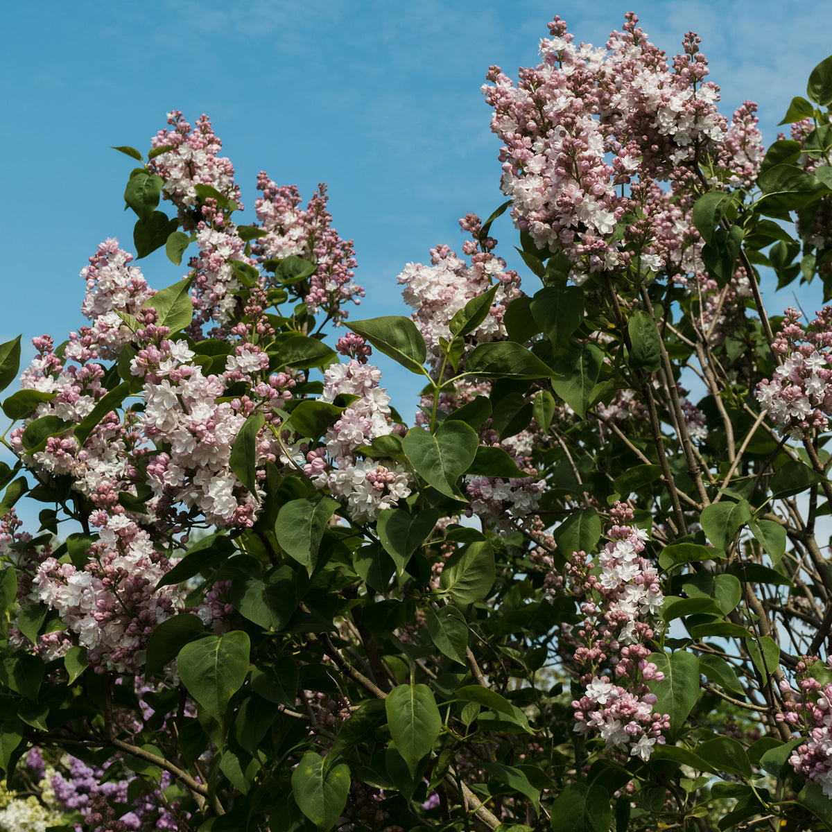 Syringa 'Beauty of Moscow' | Common Lilac – Gardeners Dream