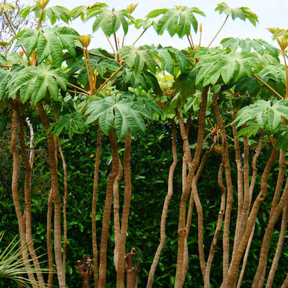 Tetrapanax 'Rex' | Rice Paper Plant – Gardeners Dream
