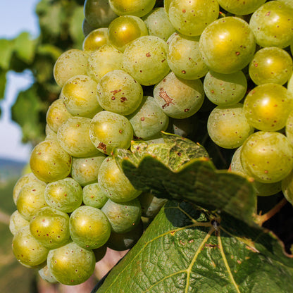 Grape 'Riesling' | Grape – Gardeners Dream
