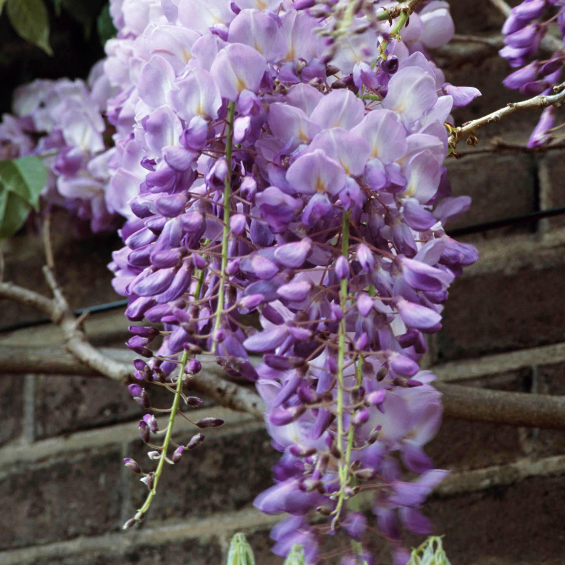 Wisteria 'Prolific'