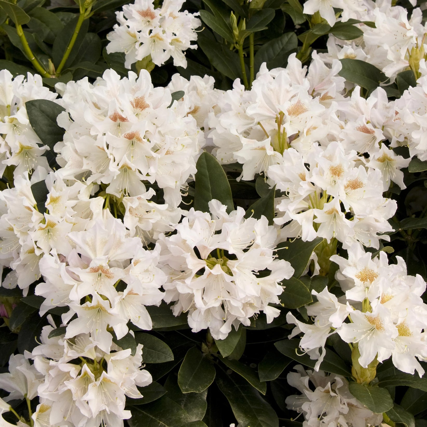 Rhododendron 'Cunningham's White' | Hardy Hybrid – Gardeners Dream
