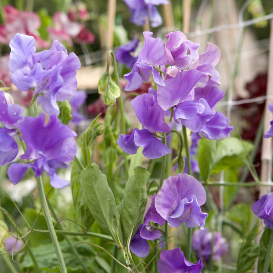 Sweet Pea 'Noel Sutton' Bedding Plants