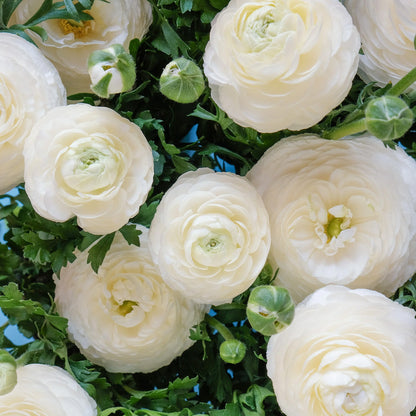 Ranunculus 'Snow White' | Ranunculus Corms – Gardeners Dream