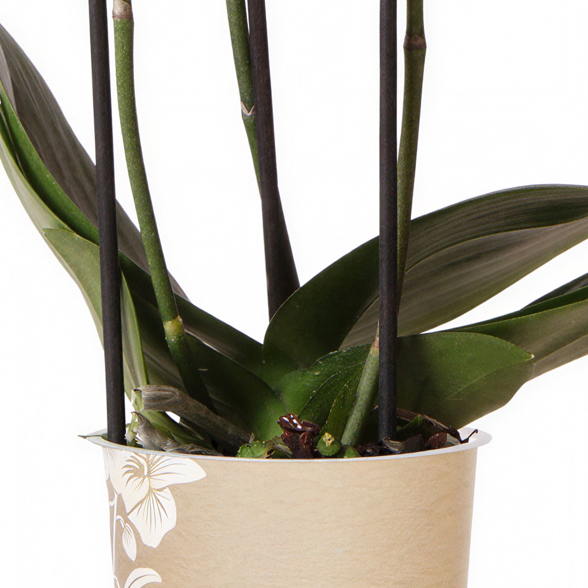 indoor plants for alaska Orchid Phalaenopsis 'Alaska'