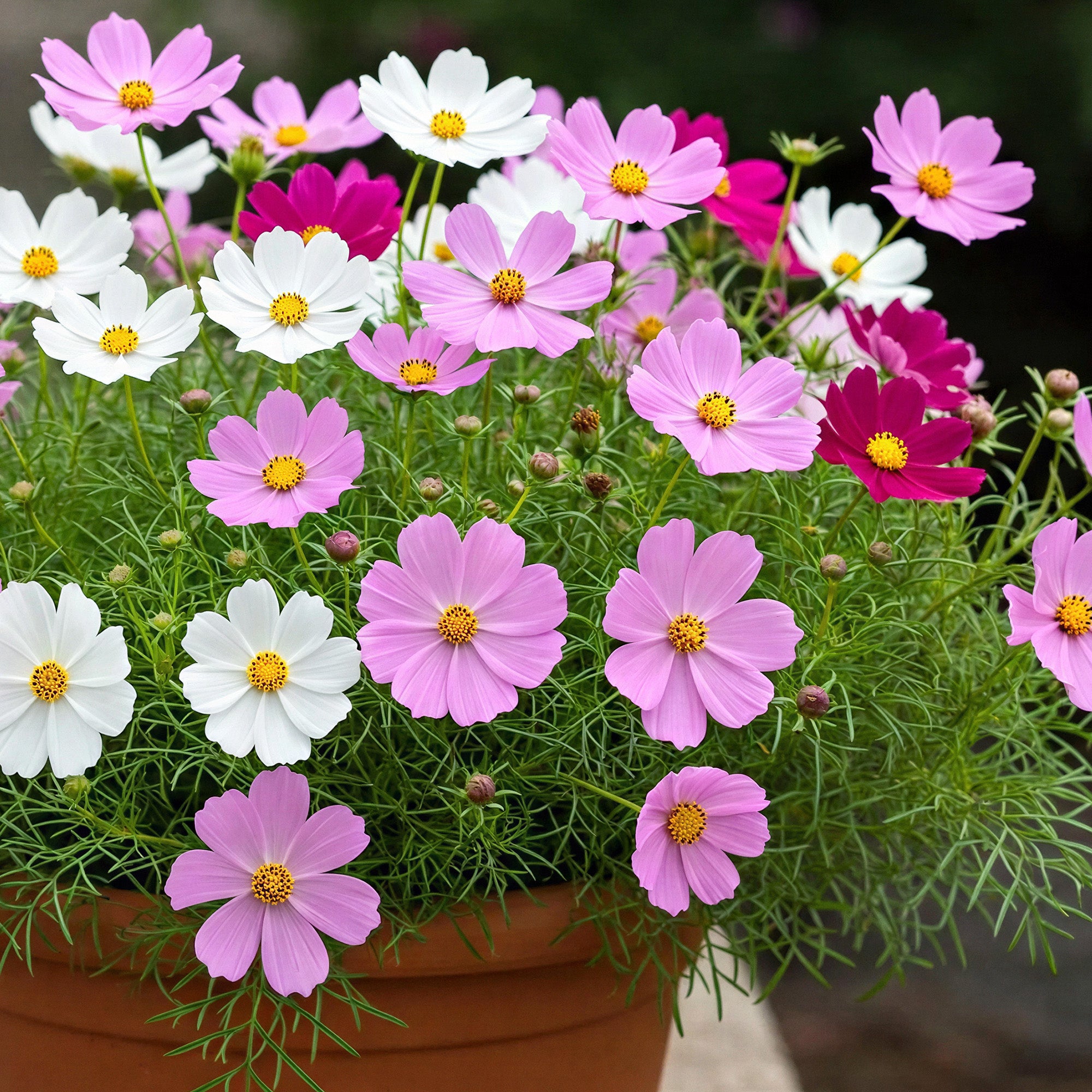 Cosmos Candlyfloss Mixed Seeds Colourful Garden Annuals Gardeners Cosmos Candlyfloss Mixed Seeds Colourful Garden Annuals Gardeners