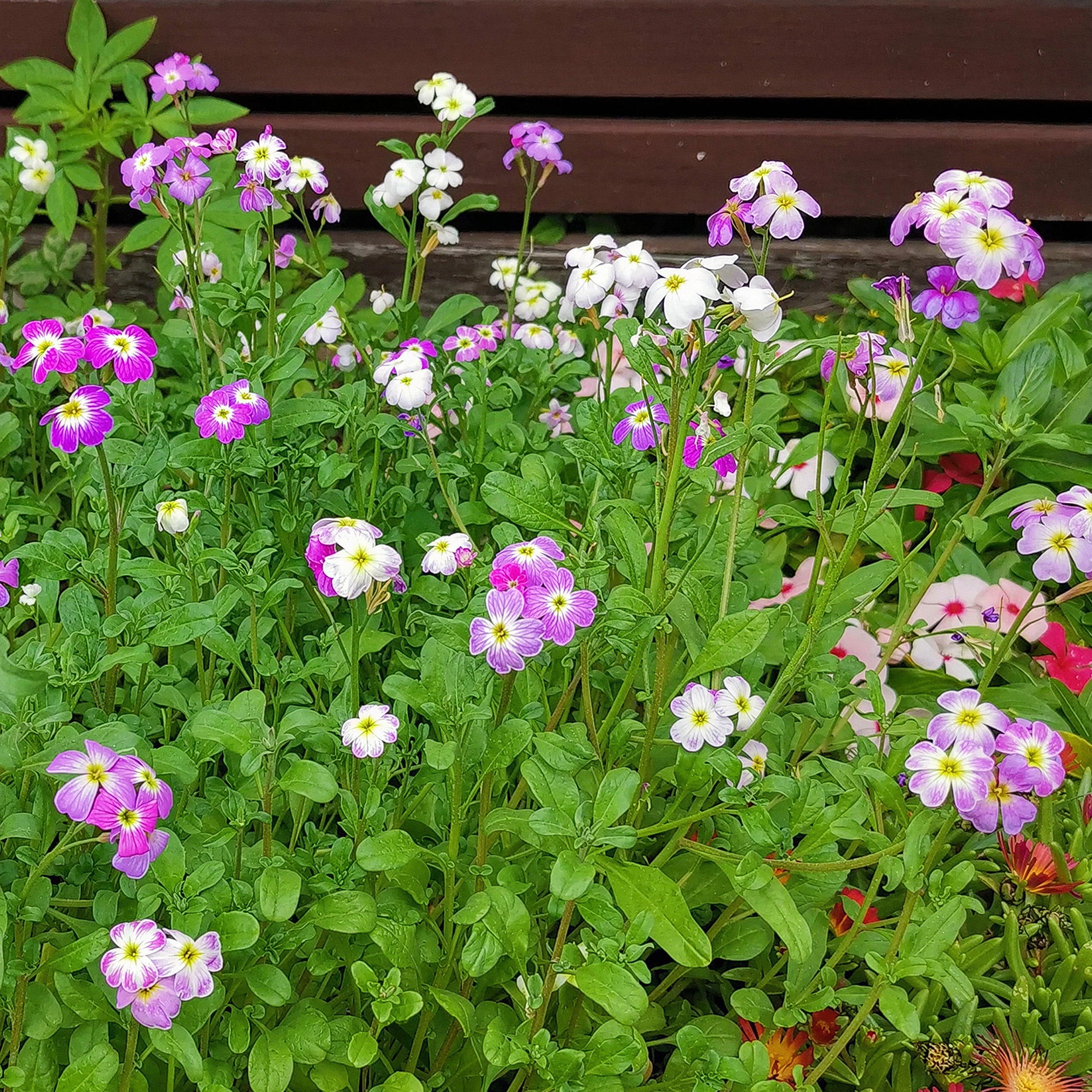 virginia stock flower seeds Stock 'Virginian Mix'