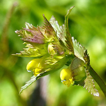 Wildflower 'Yellow Rattle' Seeds | Outdoor Garden Annuals – Gardeners Dream