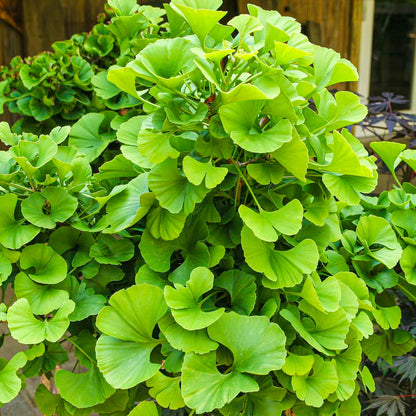 Ginkgo 'Mariken' Patio Tree | Maidenhair Tree – Gardeners Dream