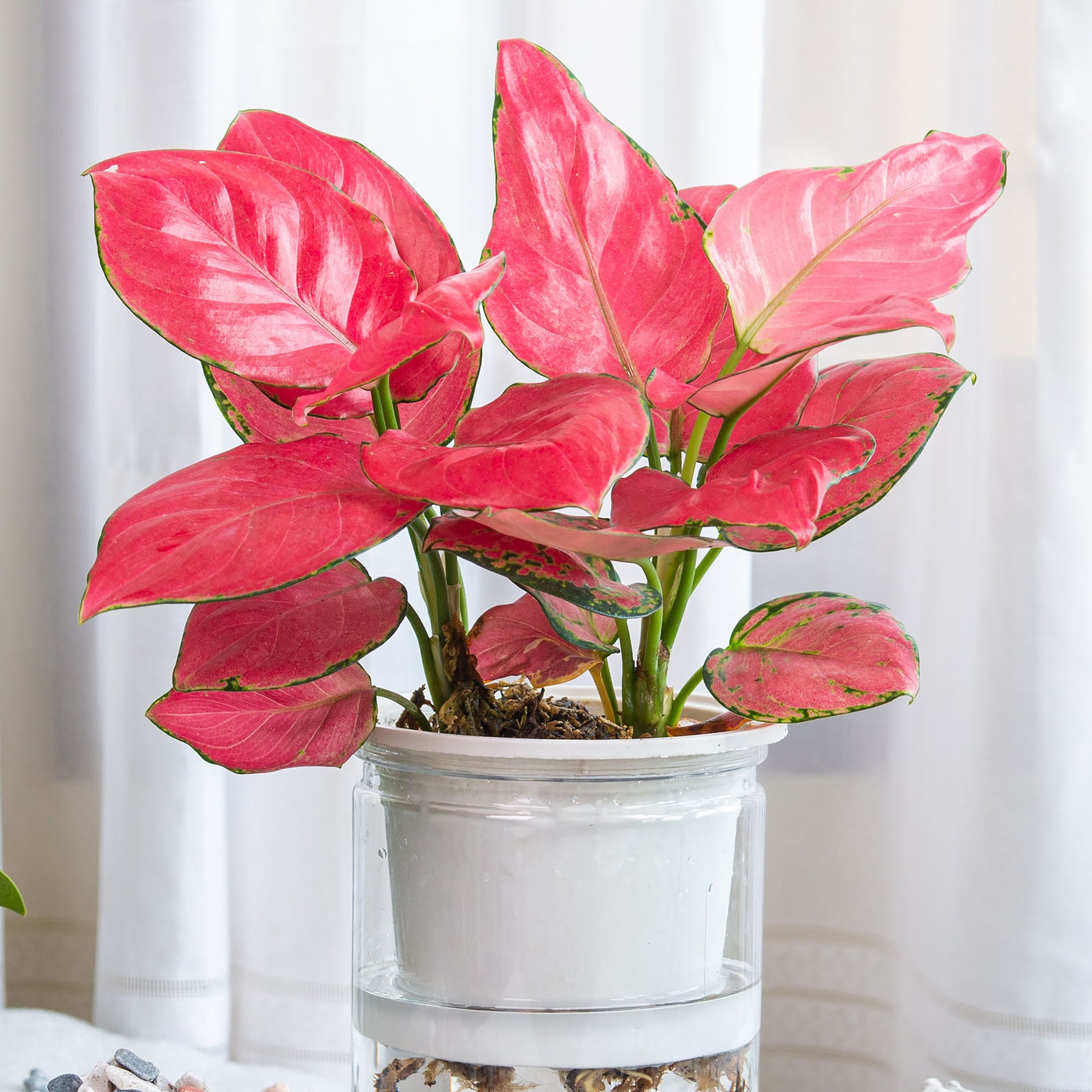aglaonema red zirkon Aglaonema Red Zirkon
