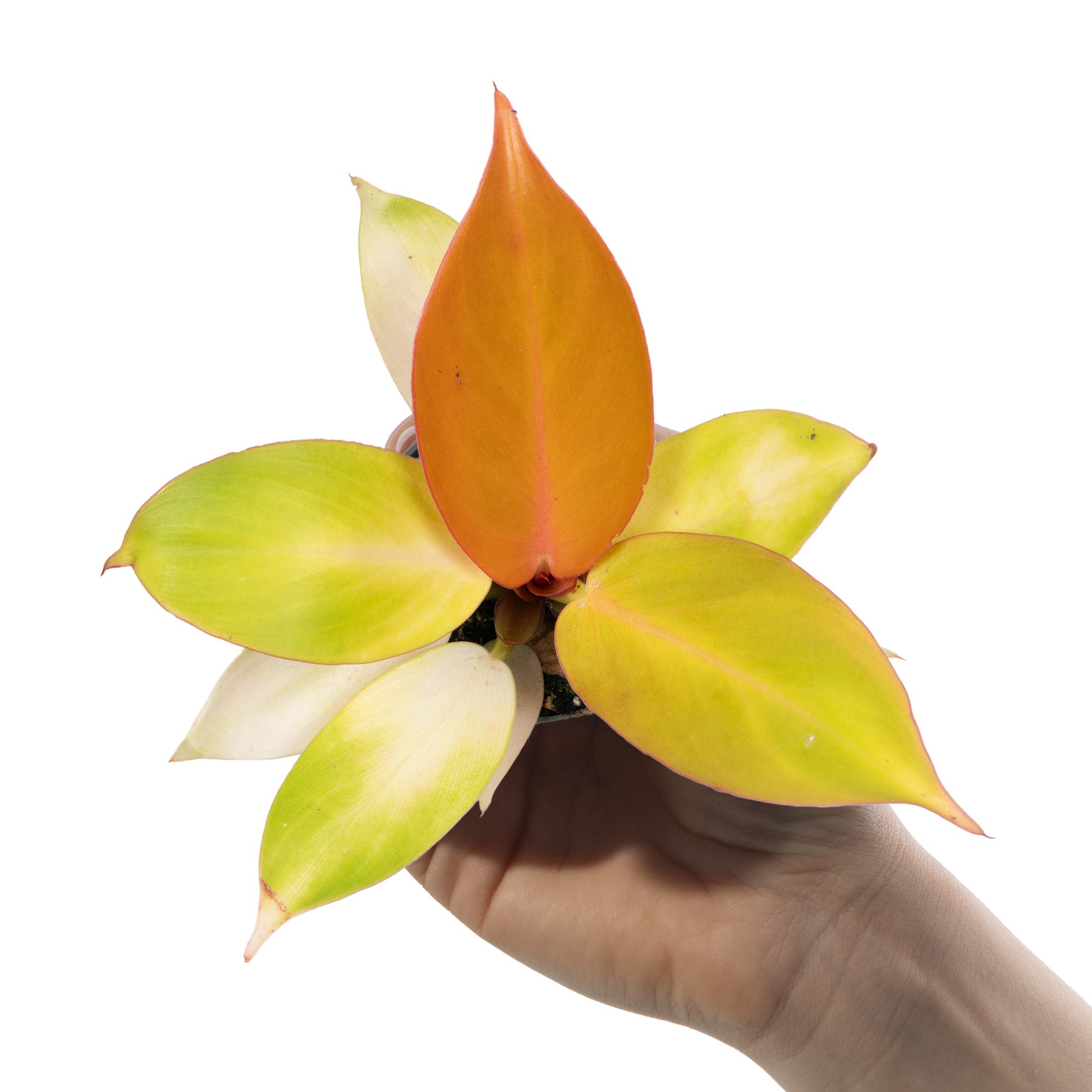 philodendron baby Baby Philodendron 'Orange'