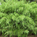Fargesia rufa