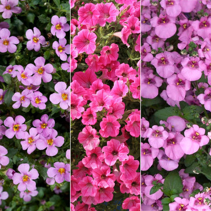 Rose Shades Mixed Basket Plants | Mixed Varieties – Gardeners Dream
