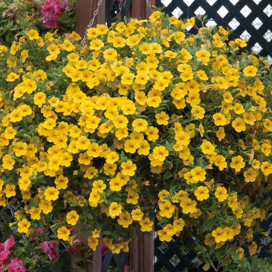 Calibrachoa Deep Yellow Basket Plants