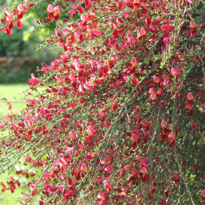 Cytisus Red Cytisus 'Red Favourite' | Broom Plant – Gardeners Dream