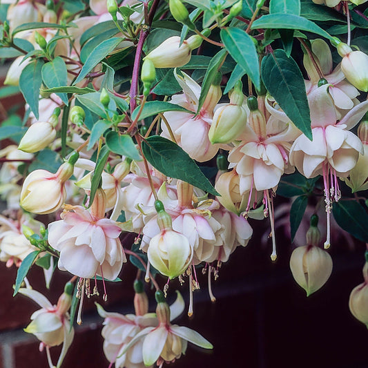 Fuchsia Harry Gray Basket Plants