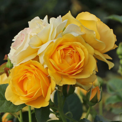Rosa 'Absolutely Fabulous' | Julia Child – Gardeners Dream