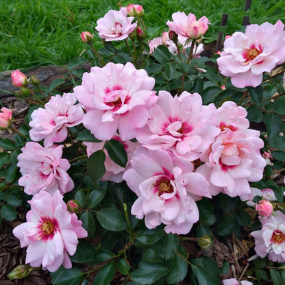 Rosa 'Angel Eyes' | Bright Eyes – Gardeners Dream