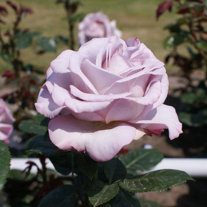 Rosa 'Blue Girl' | Hybrid Tea Rose – Gardeners Dream