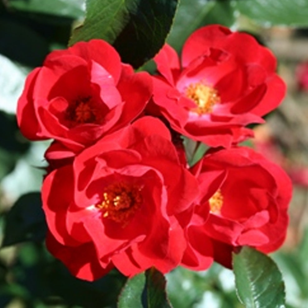 Rosa 'Eternity' | Bush Rose – Gardeners Dream