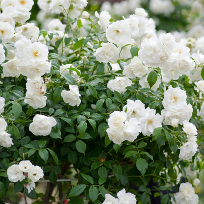 Rosa 'Iceberg' | Bush Rose – Gardeners Dream