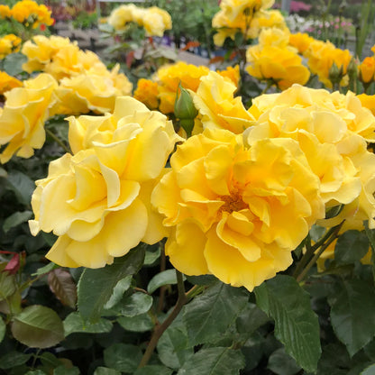 Rosa 'Precious Gold' | Bush Rose – Gardeners Dream