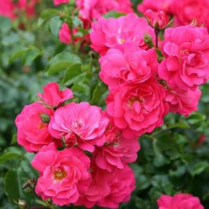 Rosa 'Rosy Cheeks' | Bush Rose – Gardeners Dream