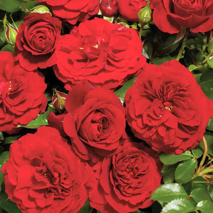Rosa 'Courtyard Carimbo' | Climbing Rose – Gardeners Dream