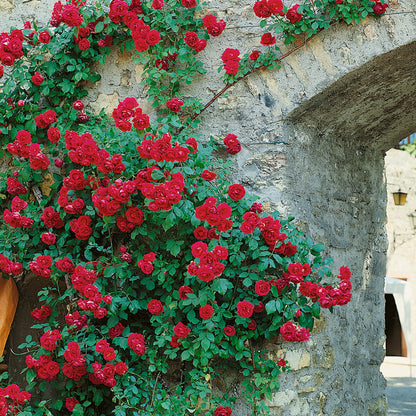 Rosa 'Paul's Scarlet' | Climbing Rose – Gardeners Dream