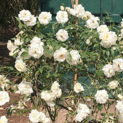 Rosa 'Snow Princess' | Climbing Rose – Gardeners Dream