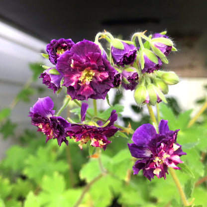 Geranium 'Joseph Green' | Cranesbill – Gardeners Dream