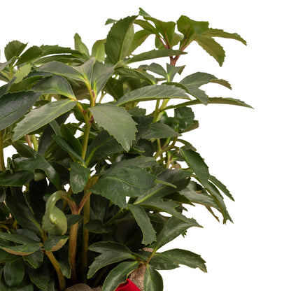 Festive Wrapped Christmas Rose | Gift Wrapped Plant – Gardeners Dream