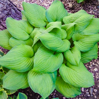 Hosta 'Guacamole' | Plantain Lily – Gardeners Dream