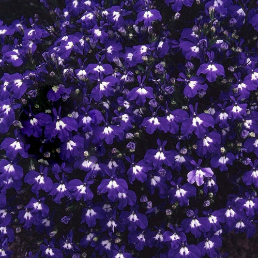 Lobelia Trailing Blue Basket Plants
