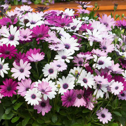 Osteospermum Berries and Cream Mixed Basket Plants