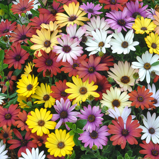 Osteospermum Grand Canyon Mixed Basket Plants