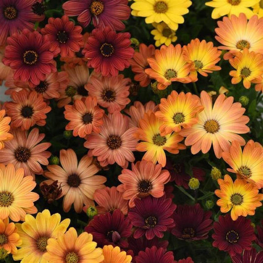 Osteospermum Sunset Shades Mixed Basket Plants