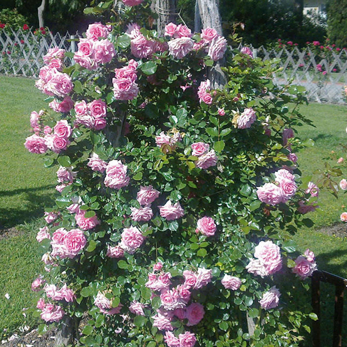 Rosa 'Mamma Mia' | Climbing Rose – Gardeners Dream