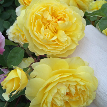 Rosa 'The Poet's Wife' | Shrub Rose – Gardeners Dream