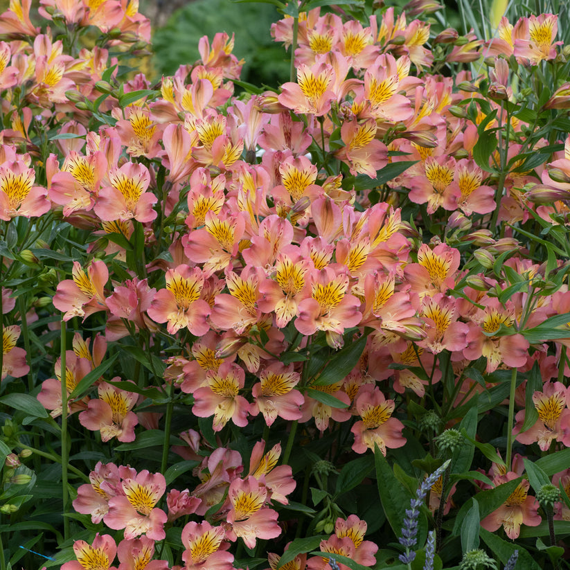 Alstroemeria 'Summer Rose' | Outdoor Plants – Gardeners Dream