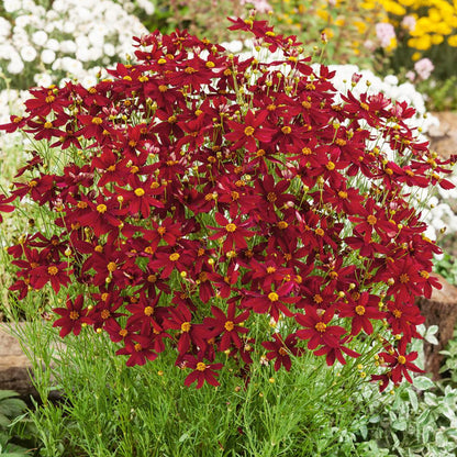 Coreopsis 'Red Satin' | Coreopsis grandiflora – Gardeners Dream