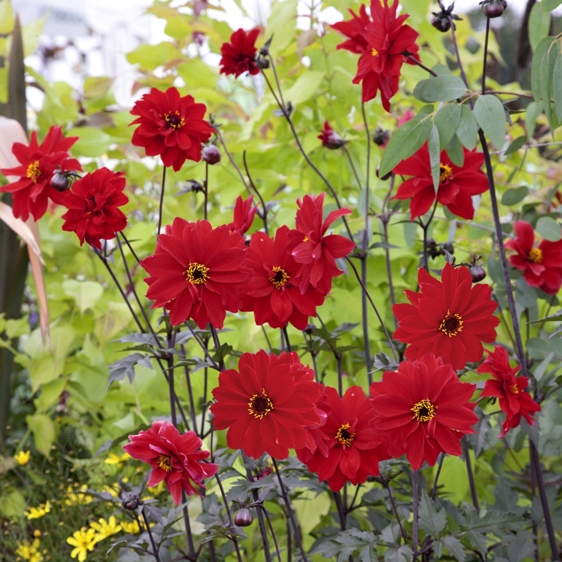 dahlia bishop of llandaff seeds Dahlia 'Bishop of Llandaff'