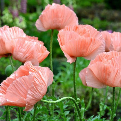 Papaver 'Waltzing Elizabeth' | Outdoor Plants – Gardeners Dream