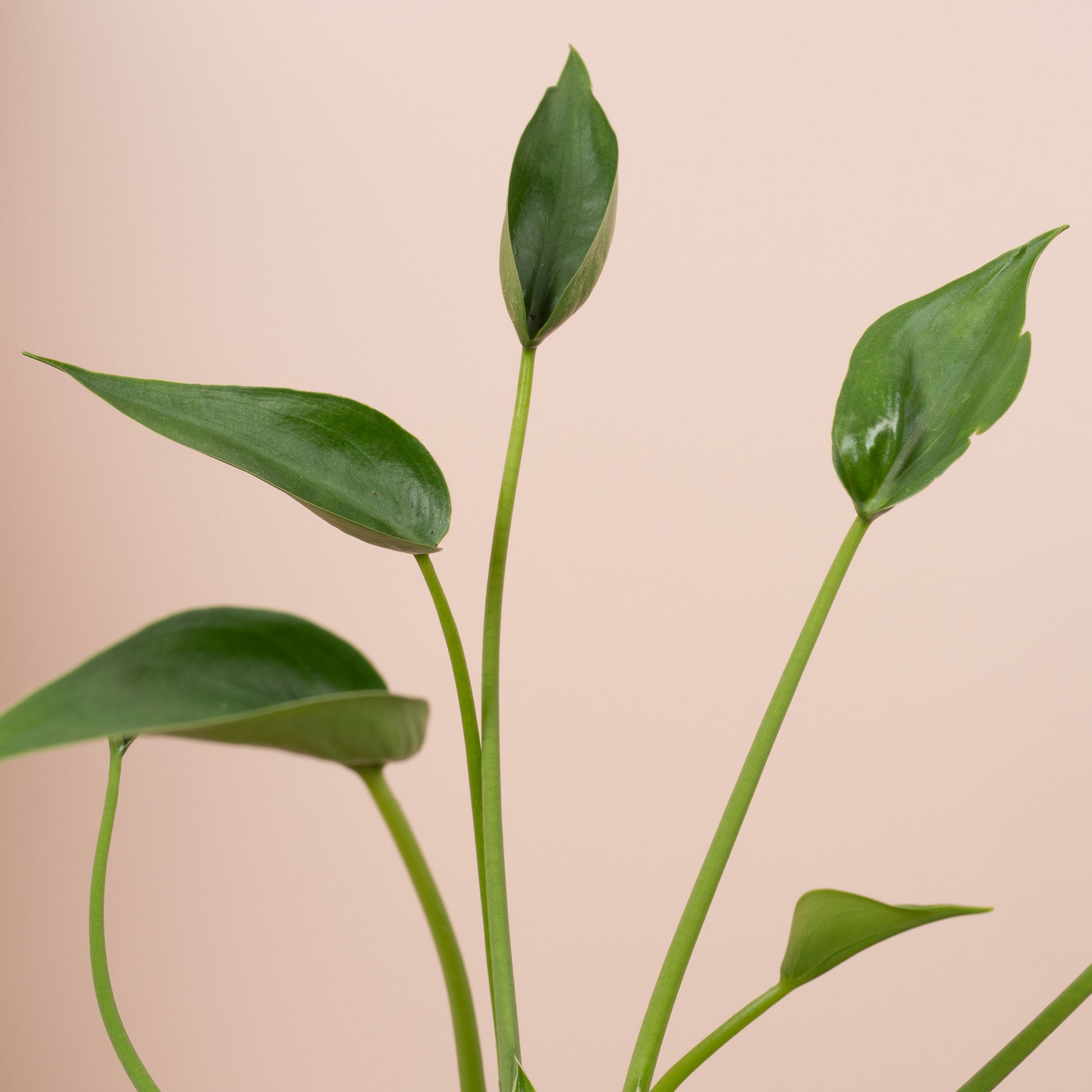 tiny dancers elephant ear plant height Alocasia 'Tiny Dancer'