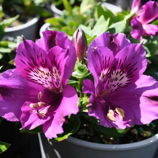 Alstroemeria 'Indigo'