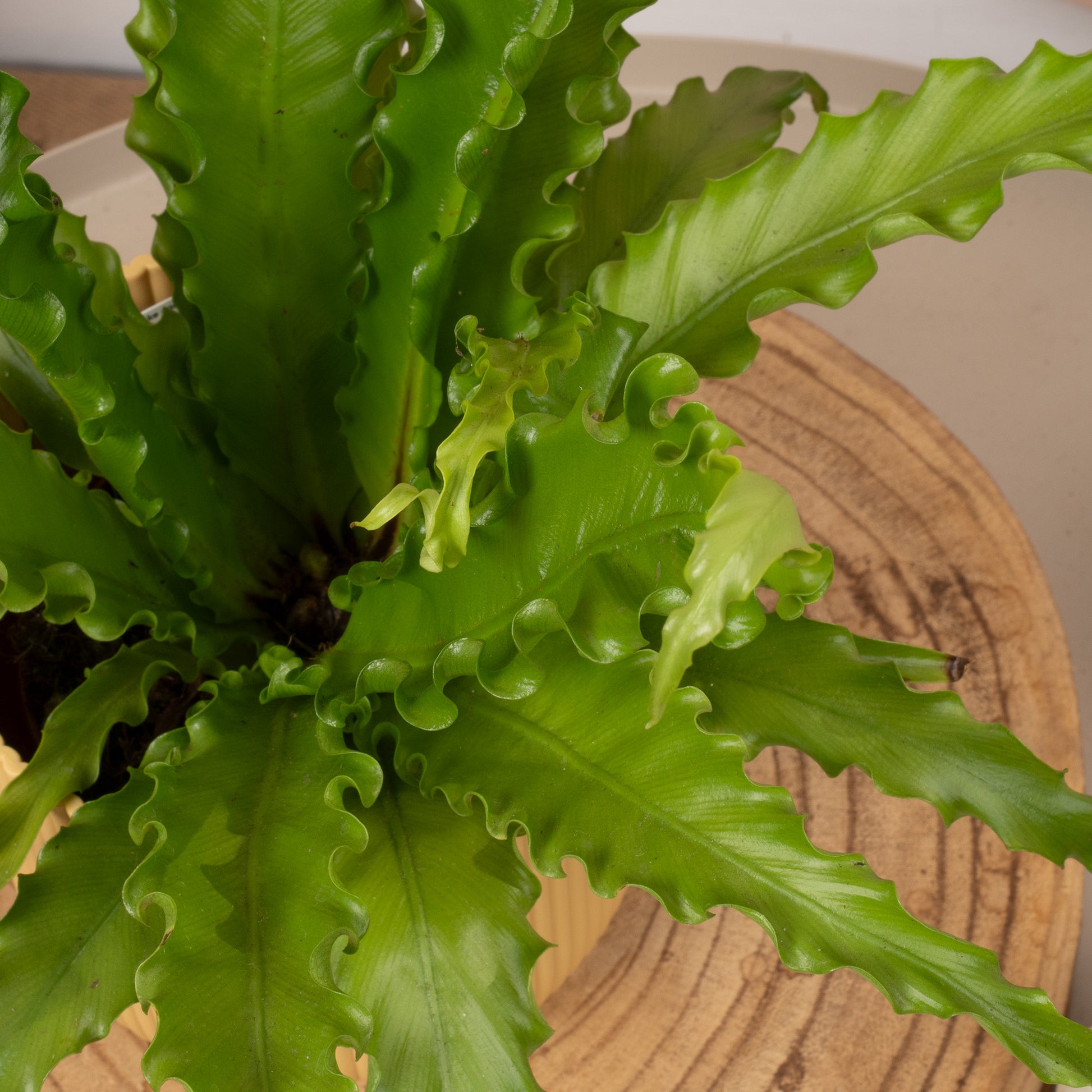 osaka bird's nest fern Asplenium 'Osaka'