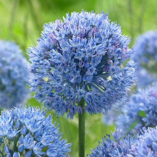 Allium caeruleum