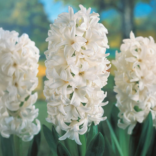 Hyacinthus orientalis 'White Pearl'