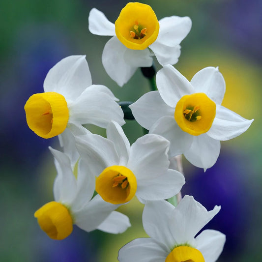 Narcissus 'Canaliculatus'