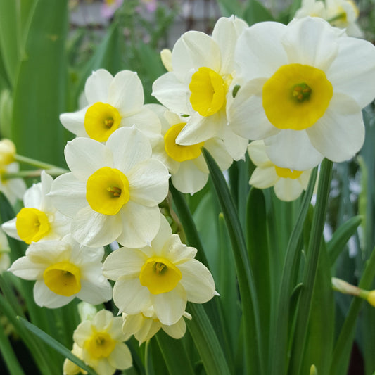Narcissus 'Minnow'